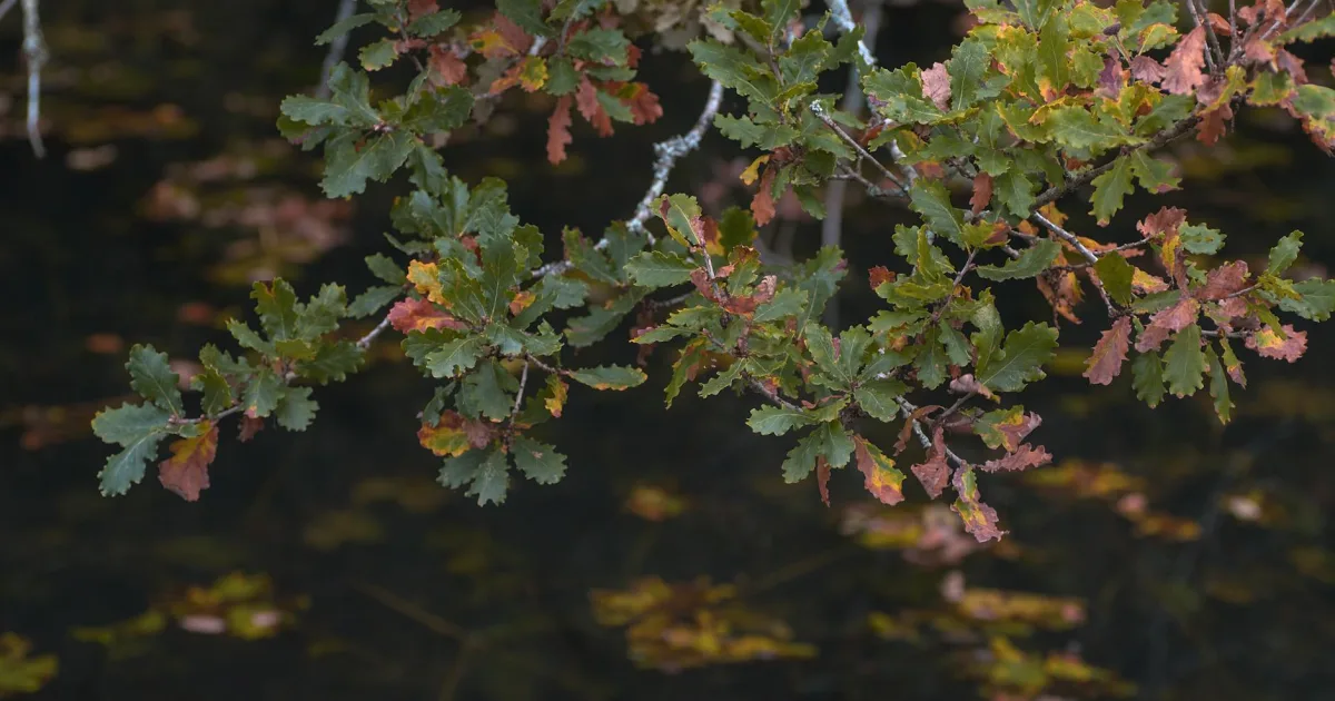 Downtown Quercus, MO, MO