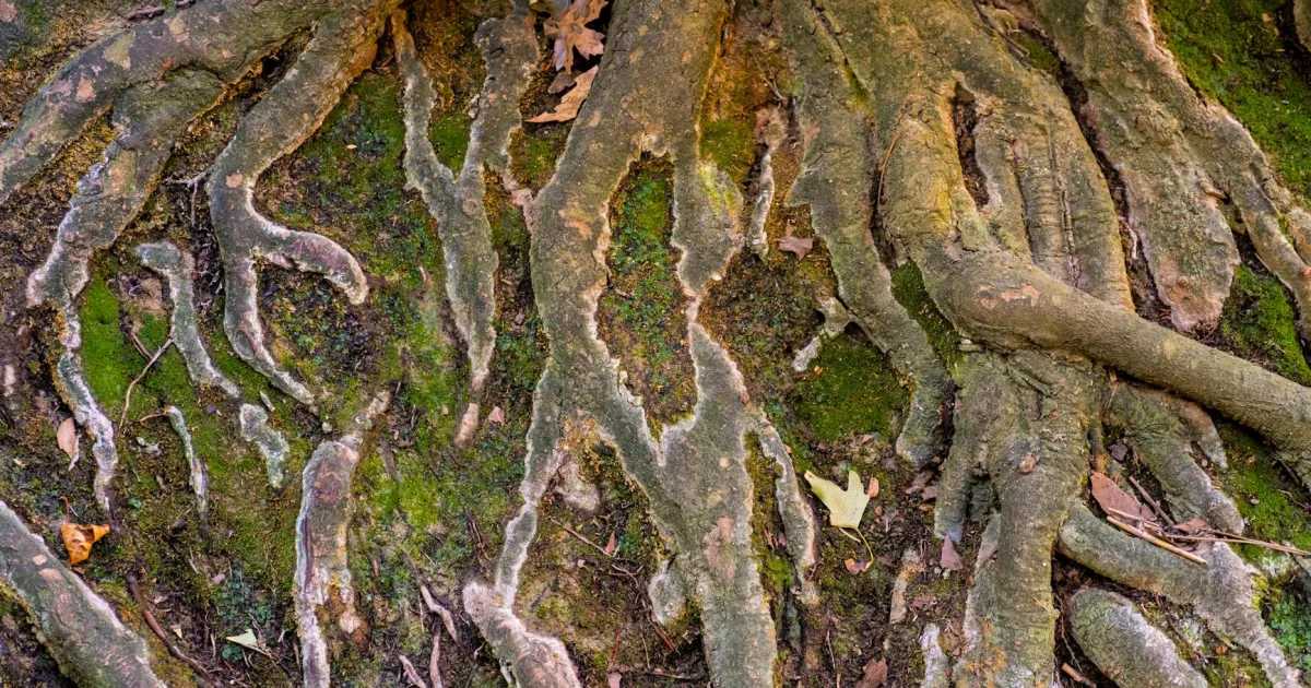 Downtown Racine, OH, OH