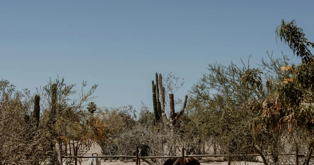 Downtown Ranchos de Taos, NM, NM