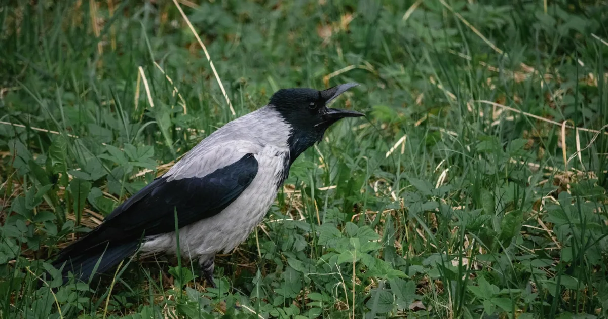 Downtown Ravenna, MI, MI