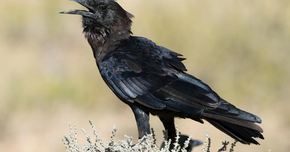 Downtown Ravensdale, WA, WA