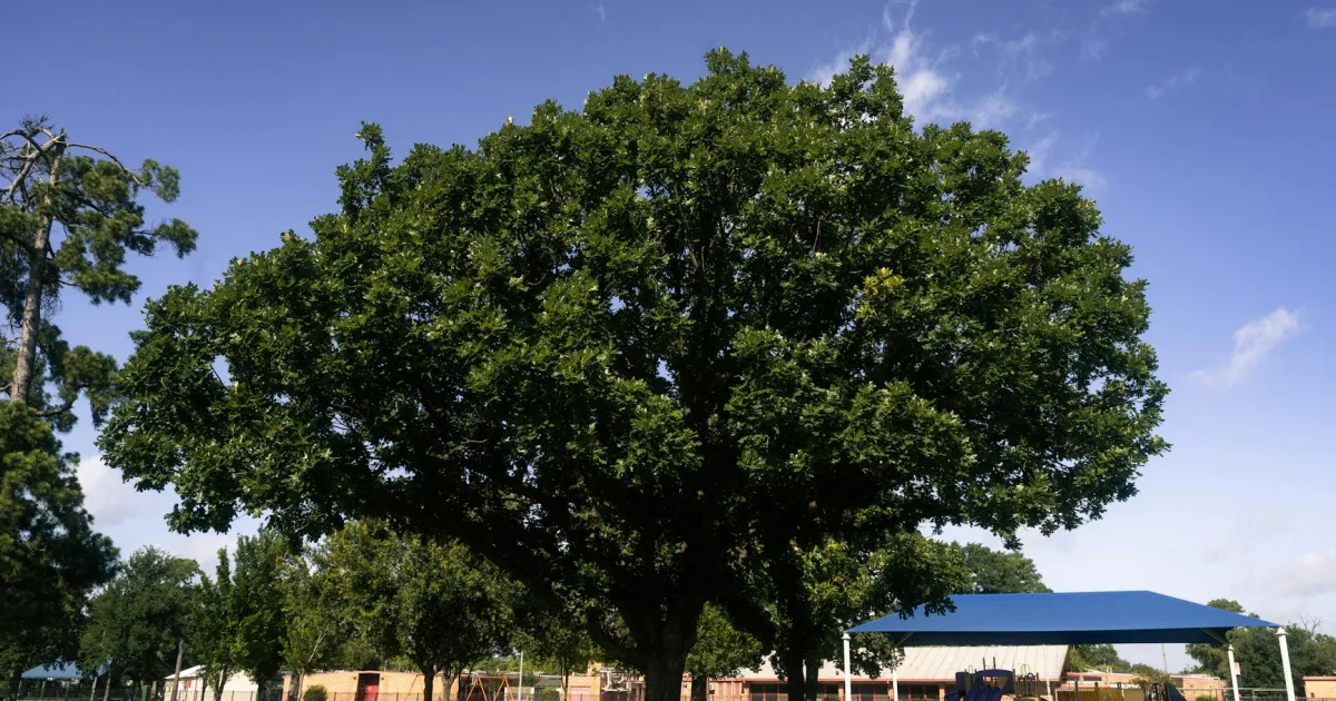 Downtown Red Oak, TX, TX