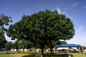 Downtown Red Oak, TX, TX