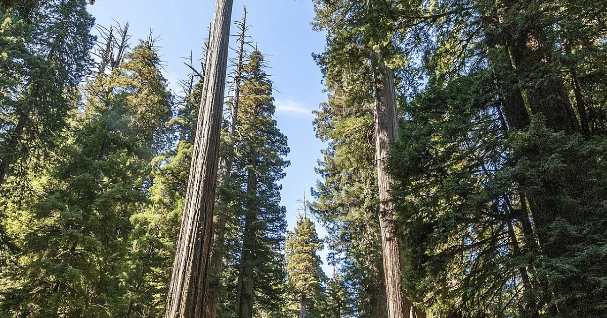subfamily in the family Cupressaceae