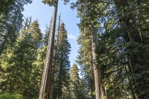 subfamily in the family Cupressaceae