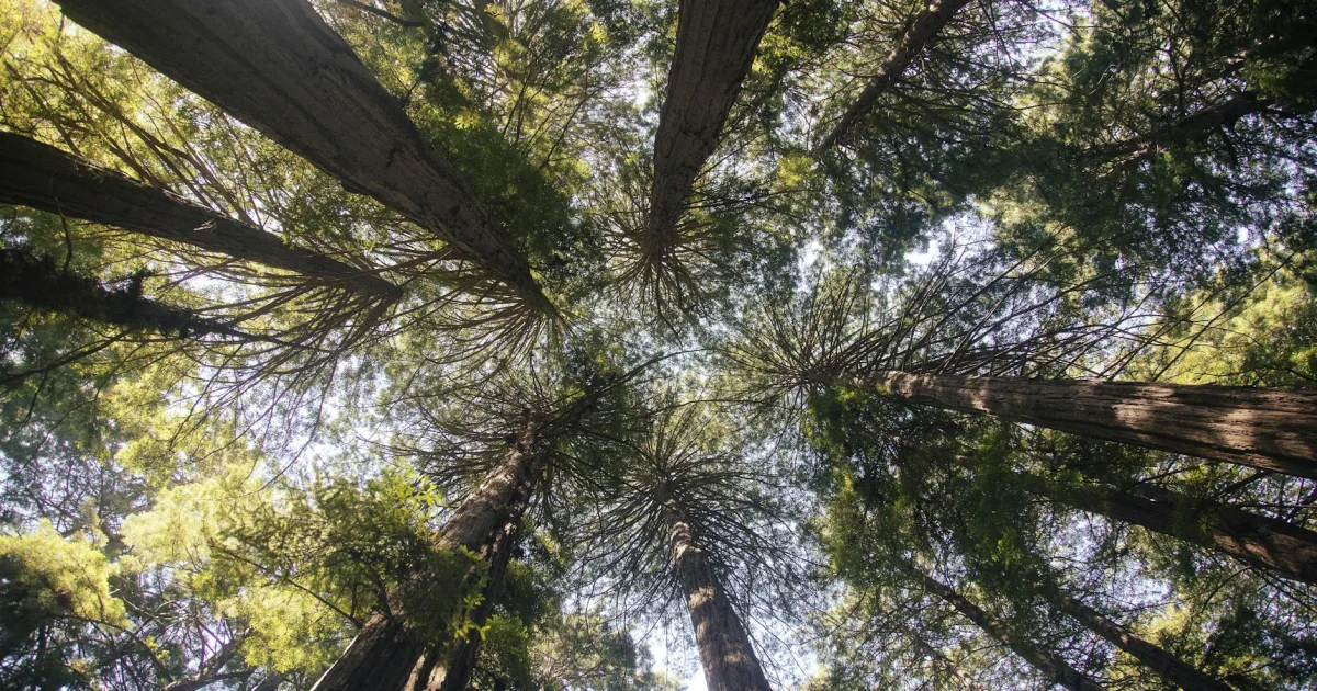 Downtown Redwood Valley, CA, CA