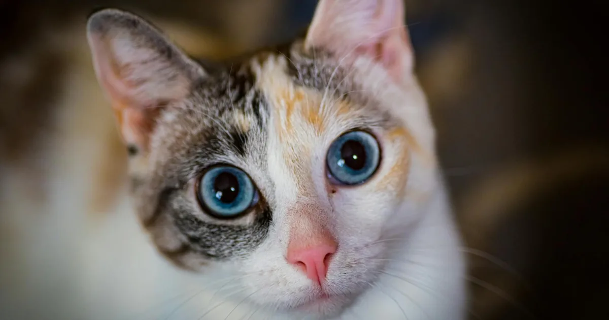 Downtown Reily, OH, OH