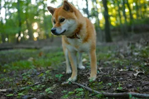 Downtown Richland, PA, PA