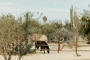 Downtown Rio Rancho, NM, NM