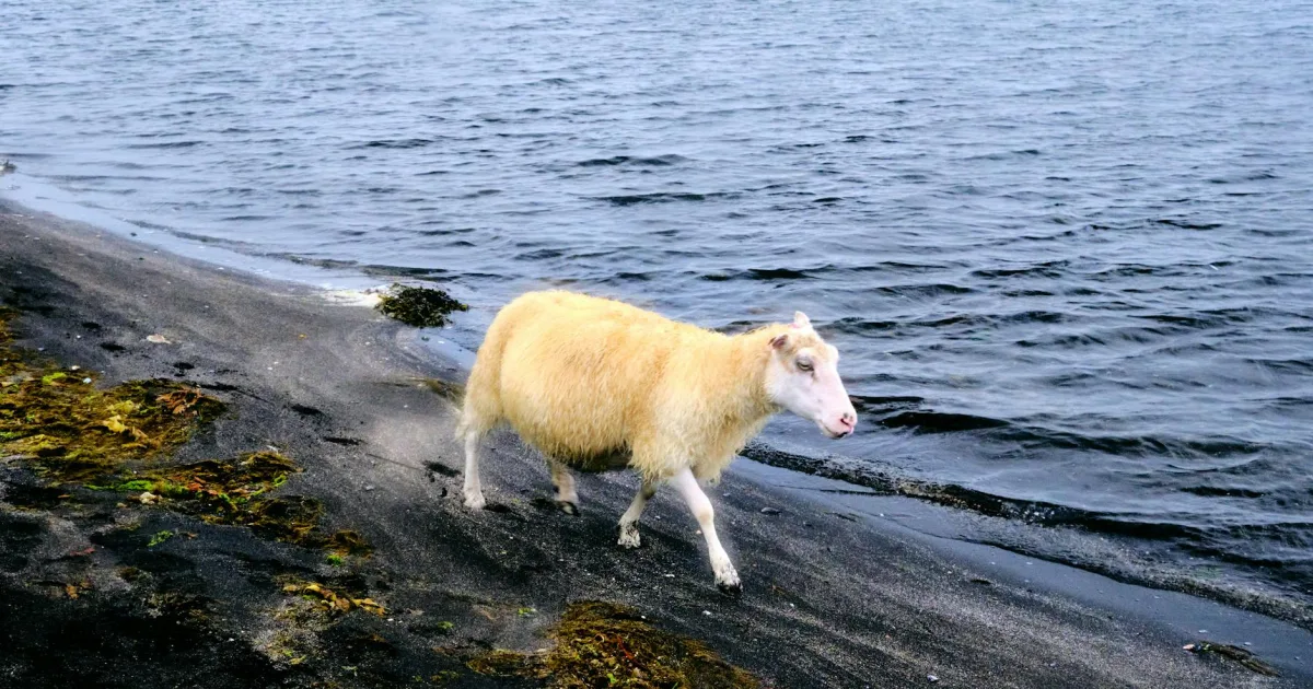 Downtown Roaming Shores, OH, OH