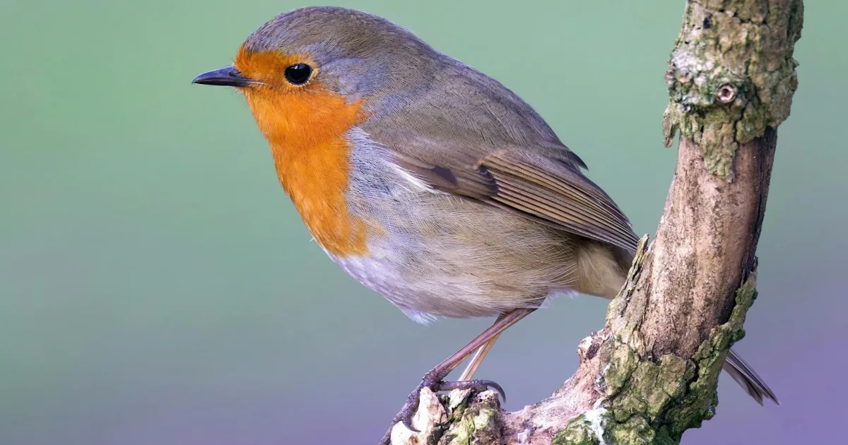 Downtown Robins, IA, IA