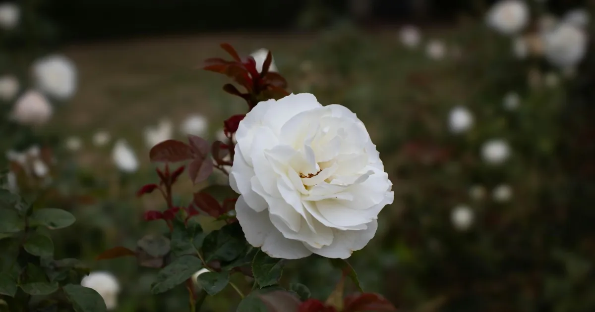 Downtown Rose Gardens, SC, SC