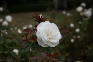 Downtown Rose Gardens, SC, SC