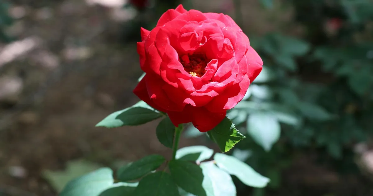 Downtown Rose Hill, KS, KS