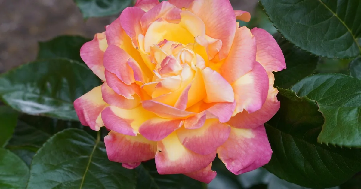 Downtown Rose Lodge, OR, OR