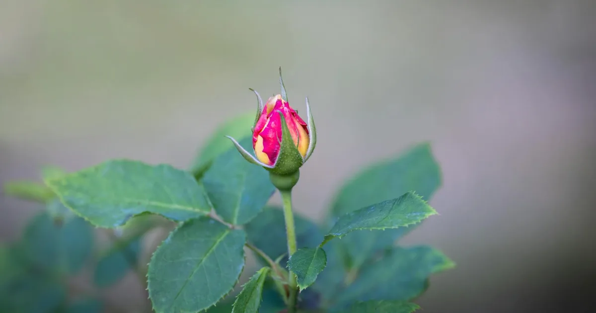 Downtown Rosebud, TX, TX
