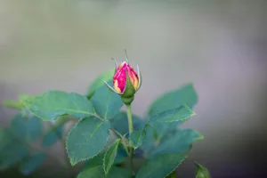 Downtown Rosebud, TX, TX