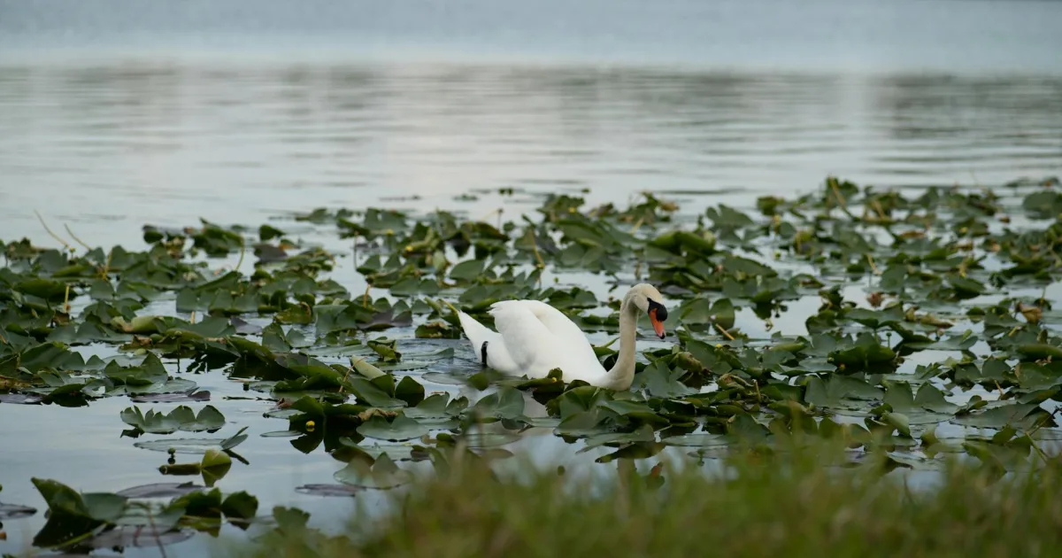 Downtown Roseland, FL, FL