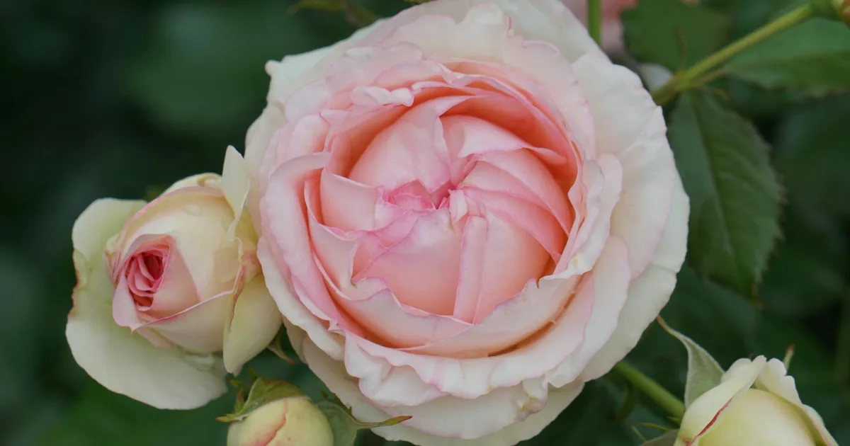 Downtown Roseland, LA, LA