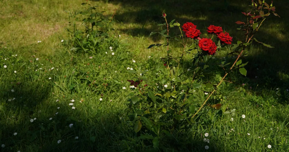 Downtown Roselawn, IN, IN