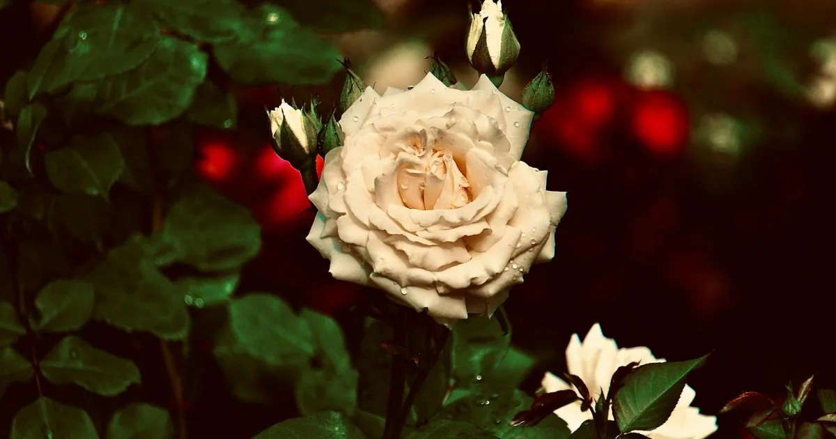 Downtown Rosepine, LA, LA