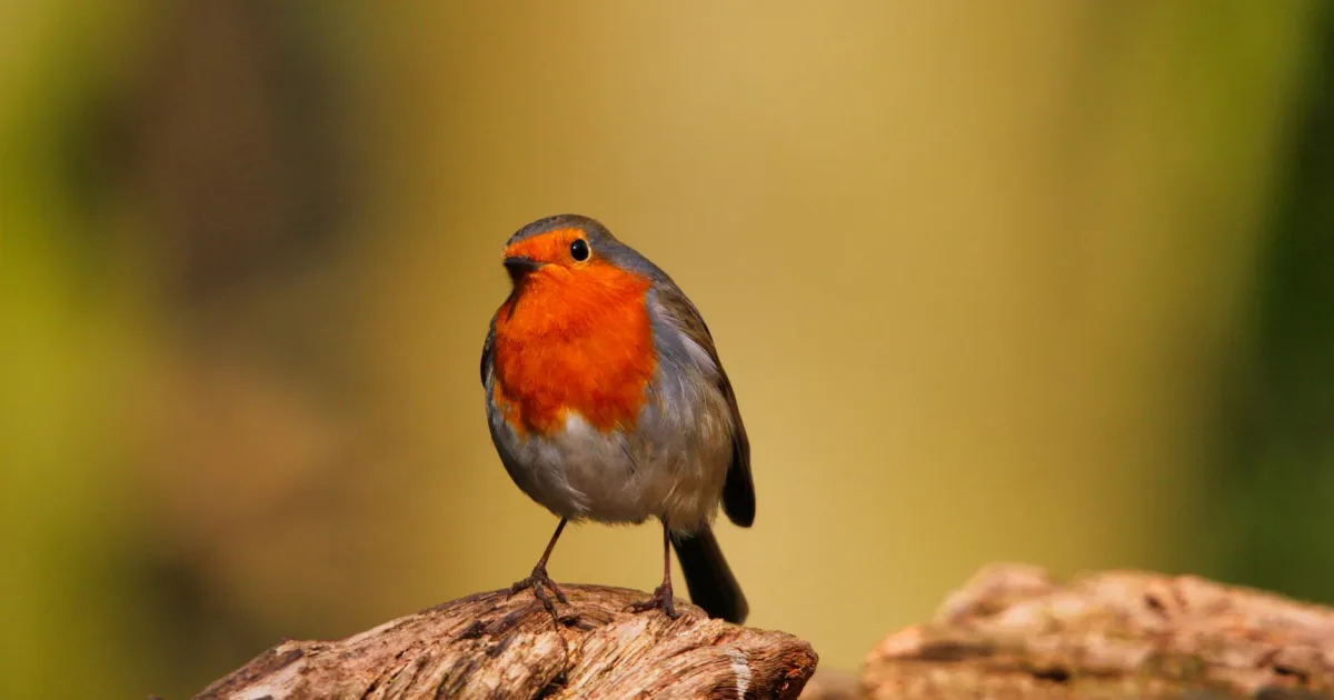 Downtown Roubidoux, MO, MO