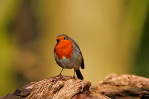 Downtown Roubidoux, MO, MO