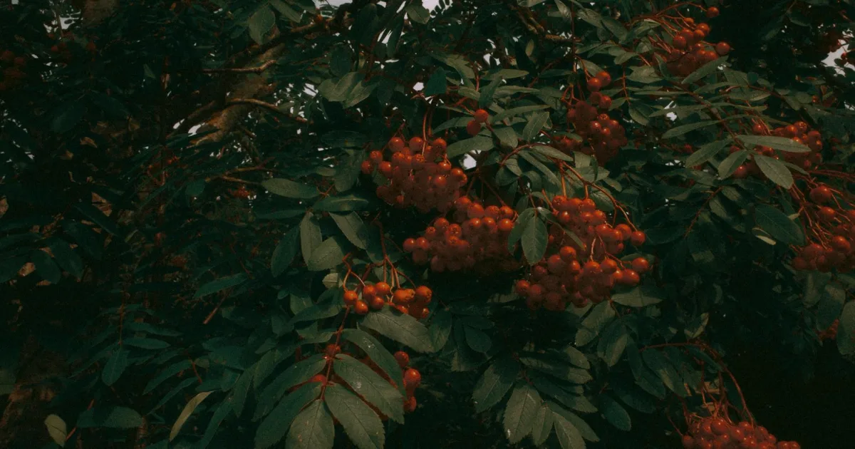 Downtown Rowan, NC, NC