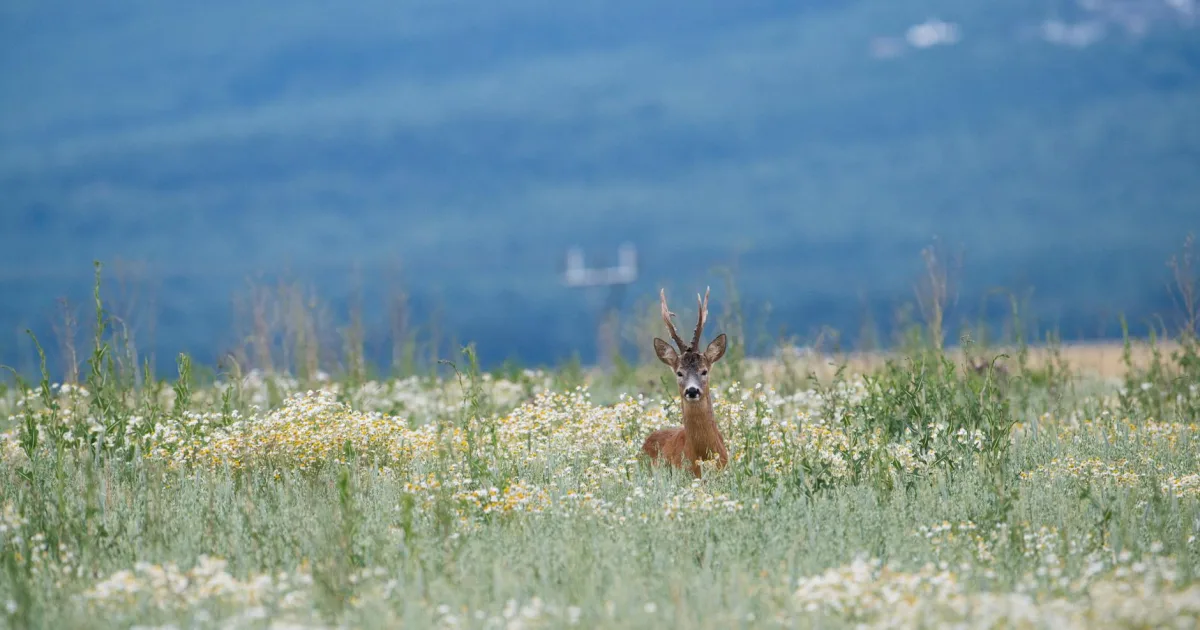 Downtown Rudyard, MI, MI