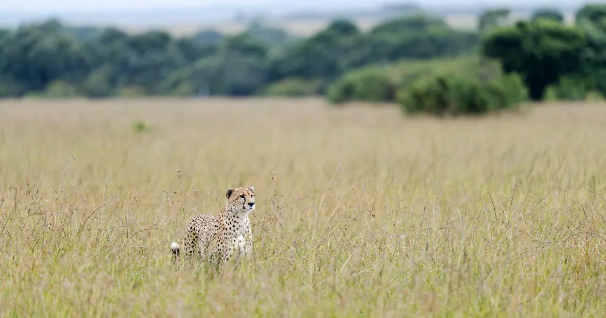 Downtown Savanna, IL, IL