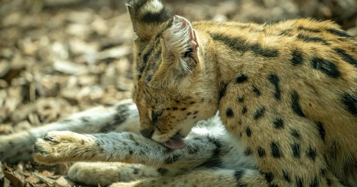 Downtown Savannah, MO, MO