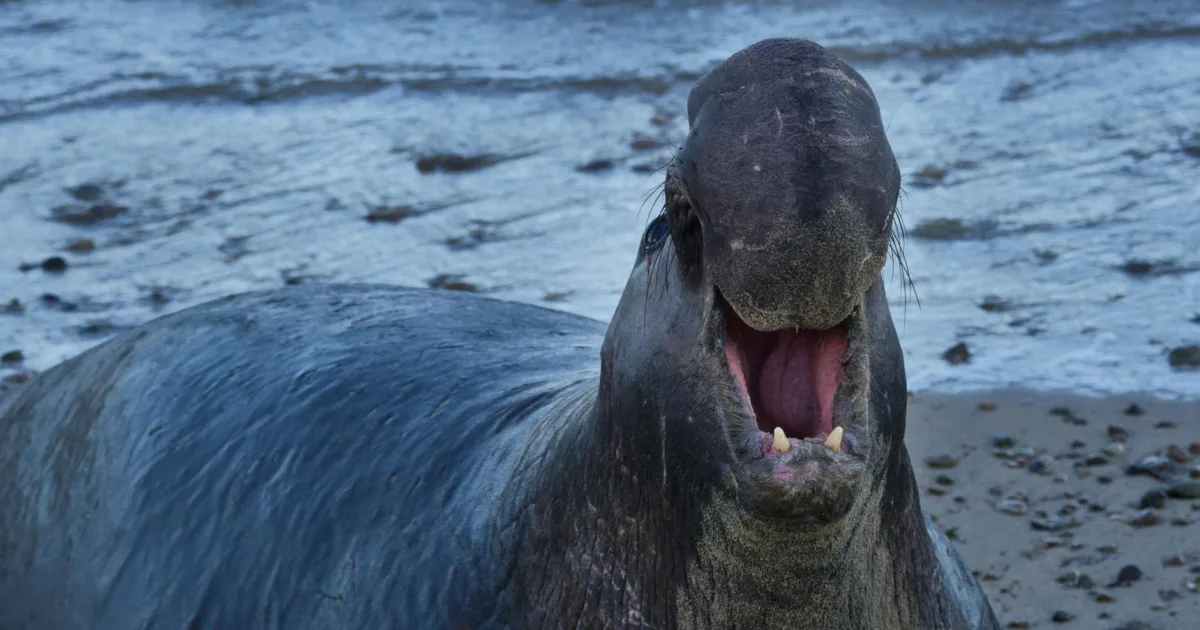 Downtown Seal, OH, OH