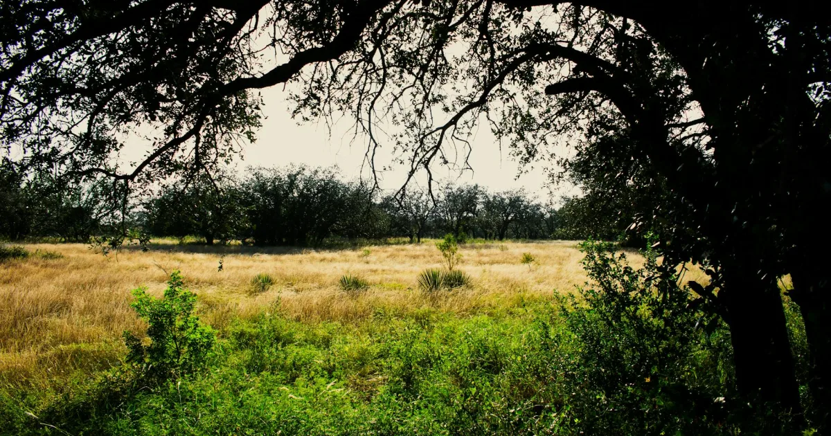 Downtown Shady Hollow, TX, TX