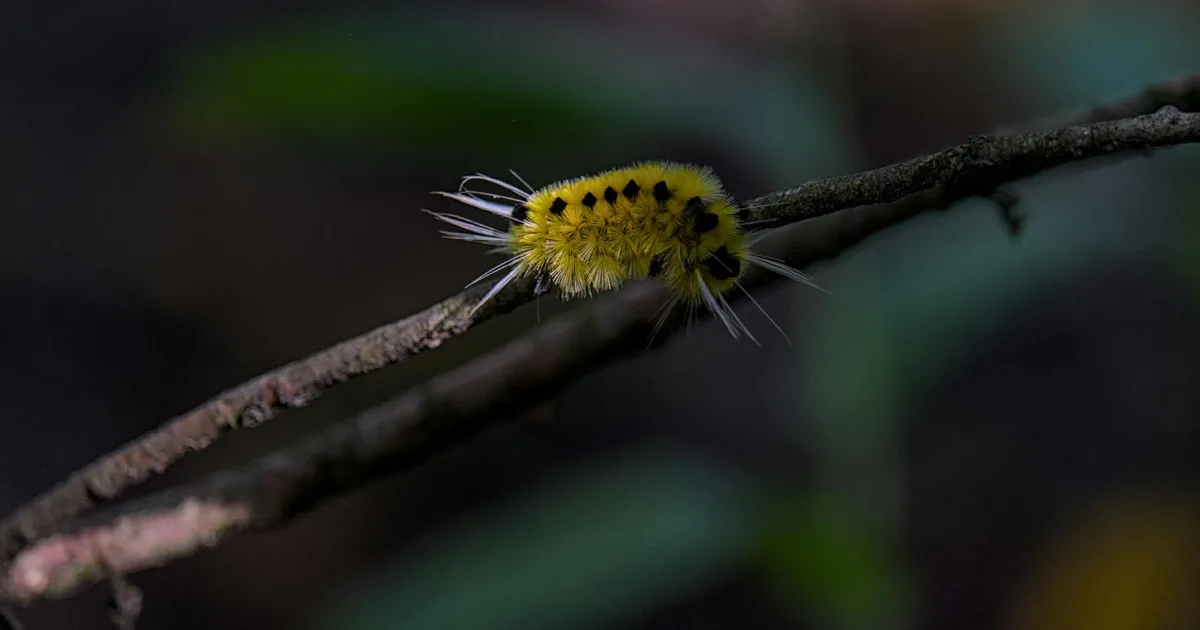 Downtown Shelburn, IN, IN