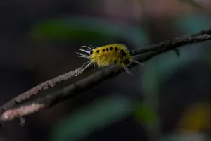 Downtown Shelburn, IN, IN