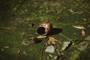 Downtown Sheldon, IA, IA