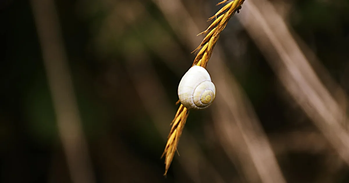 Downtown Shell Point, SC, SC