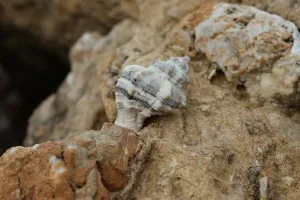 Downtown Shell Rock, IA, IA