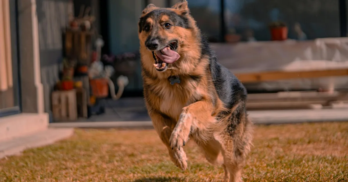 Downtown Shepherd, TX, TX