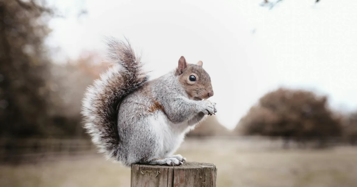 Downtown Sherrelwood, CO, CO