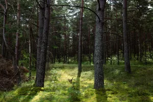 Downtown Sherwood, AR, AR