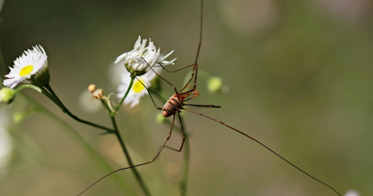 Downtown Sixprong, WA, WA
