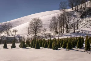 Downtown Snow Hill, NC, NC