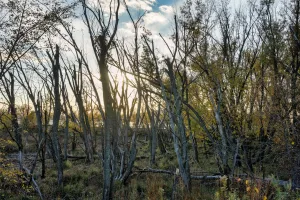 Downtown Soldiers Grove, WI, WI