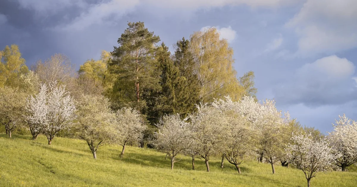 Downtown Spring Arbor, MI, MI