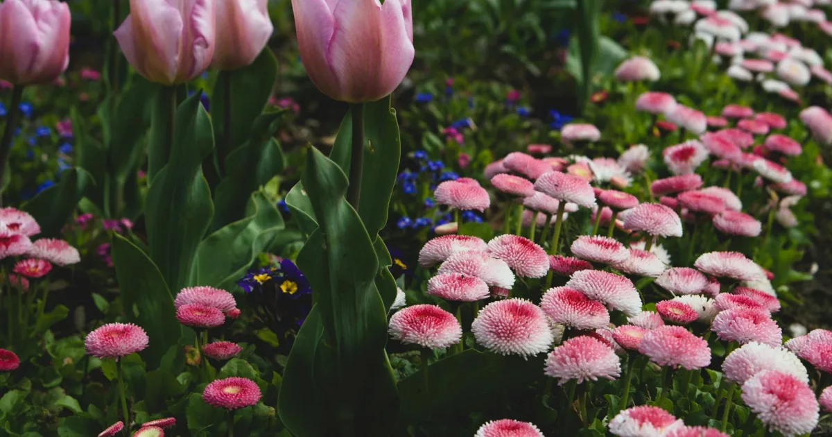 Downtown Spring Garden, IL, IL