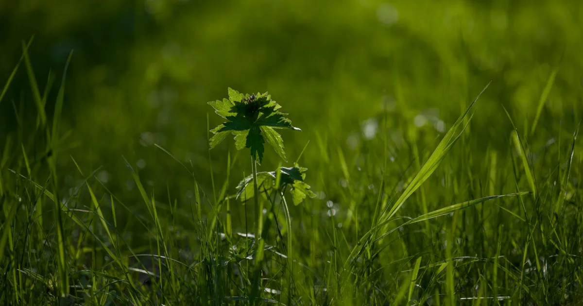 Downtown Spring Green, WI, WI