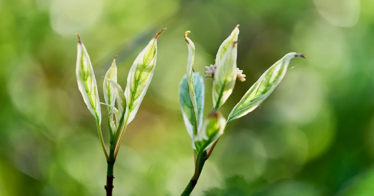 Downtown Spring Hope, NC, NC