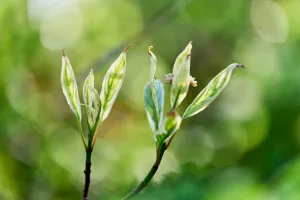 Downtown Spring Hope, NC, NC