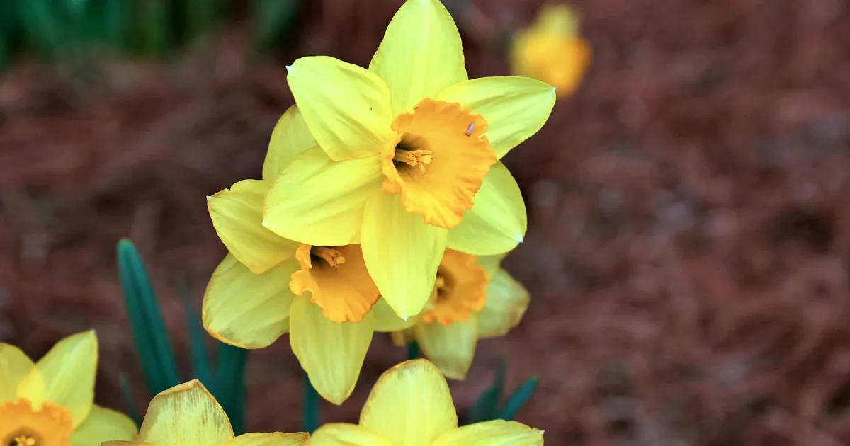 Downtown Spring Hope, NC, NC